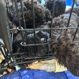 Kerry Blue Terrier Puppies from Eirebear Kerry Blue Terriers