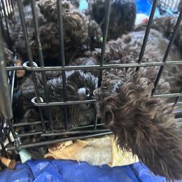 Kerry Blue Terrier Puppies from Eirebear Kerry Blue Terriers