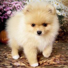 AKC Nacho 3500 - Orange male Pomeranian puppy in Oklahoma City, Oklahoma from Belle House Pomeranians