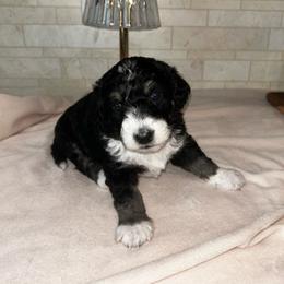 Poppy - Black and white female Aussiedoodle puppy in Nottingham, Pennsylvania from Nottingham Aussiedoodles