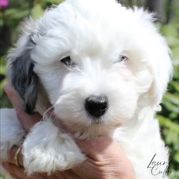 Nerd - White male Havapoo puppy in Hendersonville, North Carolina from Grayfinn House