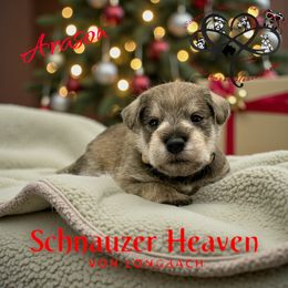 Arason AKC - Salt and pepper male Miniature Schnauzer puppy in Pelzer, South Carolina from Schnauzer Heaven Von Longbach
