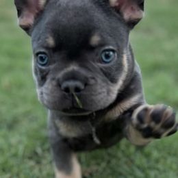 French Bulldogs from Davis Family Bulldogs