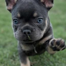French Bulldogs from Davis Family Bulldogs