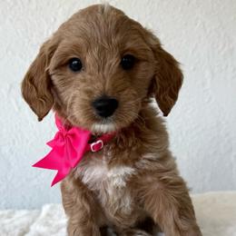 Brioche - Red  female Goldendoodle puppy in Concord, California from Golden State Good Dogs