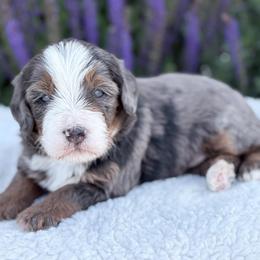Hudson - Blue merle male Bernedoodle puppy in Fleming, Colorado from Vandenbark Doodles