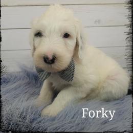 Forky - Black and white male Sheepadoodle puppy in Farley, Iowa from Iowa's Doodle Co.