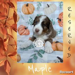 Maple - Chocolate merle female Bernedoodle puppy in Godwin, North Carolina from Farm Sweet Farm Doodles