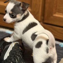 Danny - Blue and white male Chihuahua puppy in Amity, Pennsylvania from Rhoda and Verna