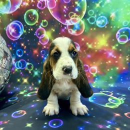 Shiloh - Black brown and white female Basset Hound puppy in Winston Salem, North Carolina from LaythStone