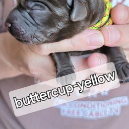 Girl 1 - Labrador Retriever puppy from Canyon Labradors