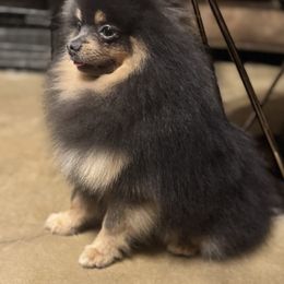 Ryat - Pomeranian