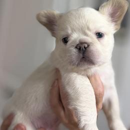 Archibald - male French Bulldog puppy in San Antonio, Texas from Tellez House of Frenchies