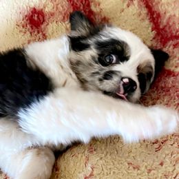 Mimi - Toy Australian Shepherd