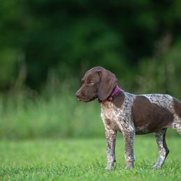 German Shorthaired Pointer and Vizsla Puppies from Nosam Kennels