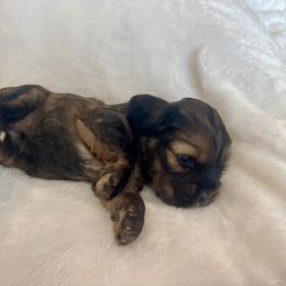 Cocker Spaniel Puppies from Jennifer Dees