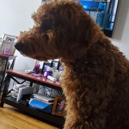 Goldendoodles from Nairoby Garay's Goldendoodles