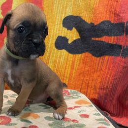 Liberty-RESERVED - Fawn Boxer puppy in Taft, Tennessee from Hillbillie Boxers