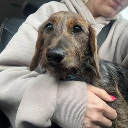 Lucy - Dachshund