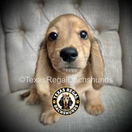 Baron - 3500 - Cream male Dachshund puppy in Houston, Texas from Texas Regal Dachshunds LLC