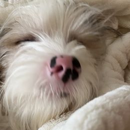 Yorkshire Terriers from Voss Yorkies