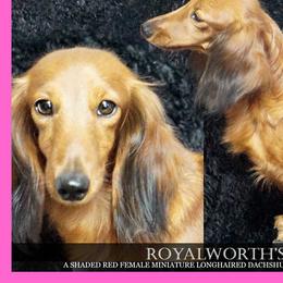 Natasha - Dachshund