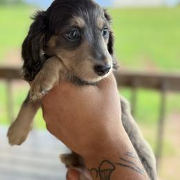 Dachshund Puppies from 3B Doxies