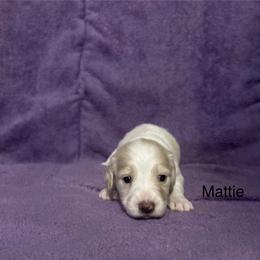Dachshund Puppies from Lady Maye Dachshund's