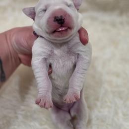 Willow (Purple Collar Girl) - White and black female Dalmatian puppy in Centereach, New York from LINY Dalmatians