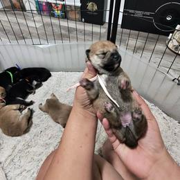 Sayuri - little lily baby pink collar - Red female Shiba Inu puppy in Lehigh Acres, Florida from SWFL Happy Dogs