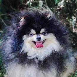 Goliath - Pomeranian