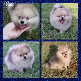 Cyan - Cream sable male Pomeranian puppy in Anna, Texas from Fantasy Pomeranians & Fantasy Aussies