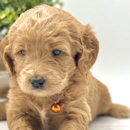 Girl 3 - Red  Goldendoodle puppy in Draper, Utah from Draper Doodles