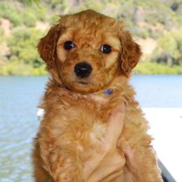 Eric - Red male Aussiedoodle puppy in Upper Lake, California from Redwood Aussiedoodles