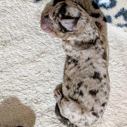 Girl 2 - Chocolate merle female Bernedoodle puppy in Sparta, Missouri from Sis' Doodles & Poodles