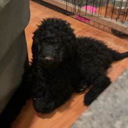 Zappa - Black Poodle puppy in Lebanon, Ohio from Lucky's Legacy