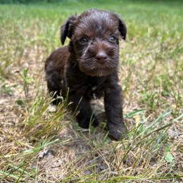 Chrissy - Liver female Miniature Schnauzer puppy in Clover, South Carolina from Bobo’s Babies Kennels