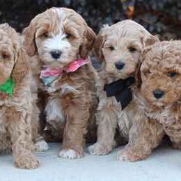 Goldendoodles from Doodle Squad Puppies