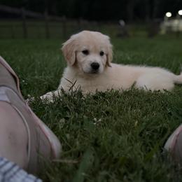 Juno - Golden female Golden Retriever puppy in Warrenton, Virginia from Four Lochs LLC