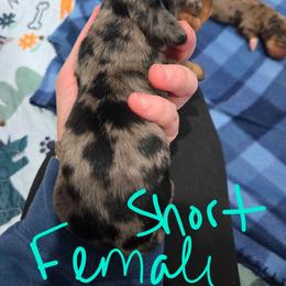 Dapple female short hair - Dapple female Dachshund puppy in Fulton, Missouri from New Hope Dachshund Puppies