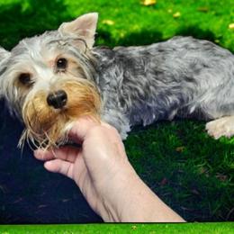 Jasmine - Yorkshire Terrier