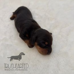 Olive - Black and tan female Dachshund puppy in Royse City, Texas from Truehearted Miniature Dachshunds