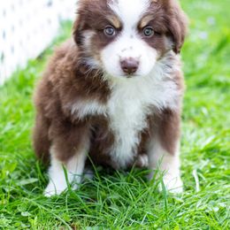 Border Collie, Miniature American Shepherd, and Miniature Australian Shepherd Puppies from Greenbriar Hills