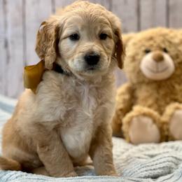 Gemma - Cream female Goldendoodle puppy in The Woodlands, Texas from Gracie's Goldendoodles and Bernedoodles