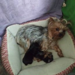 Yorkshire Terriers from Hammock Hill Farm