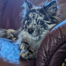 Pomsky Puppies from Wolfpack Pomskies