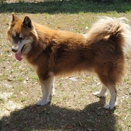 Balto - Siberian Husky