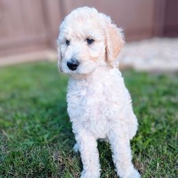 Aussiedoodle, Goldendoodle, and Poodle Puppies from Rebecca Creek Retrievers, LLC