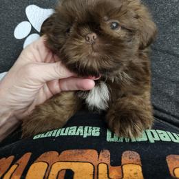 Boo Bear - Chocolate male Shih Tzu puppy in Kings Mountain, North Carolina from NC Shih Tzus by Tammy