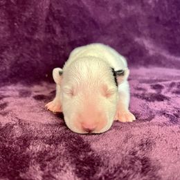 Bubble - White black and tan female Bull Terrier puppy in Sprauge, Washington from Mark My Words Bull Terriers